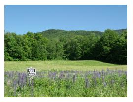 Randolph, NH has some beautiful spots with Lupin