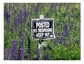 Randolph, NH has some beautiful spots with Lupin