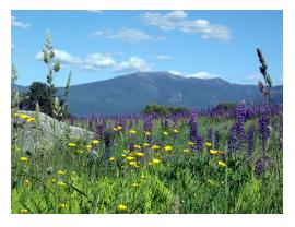 Sugar Hill is ALIVE with Lupin in early June