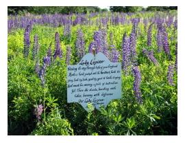 Sugar Hill, NH's Lupine Festival is truly stunning!