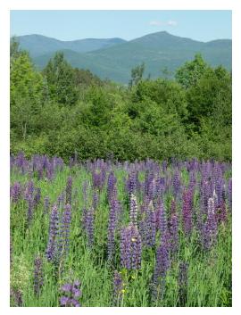 Sugar Hill, NH, hosts the annual Lupine Festival