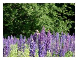 The Lupine Festival is so beautiful, so calming, so PERFECT!