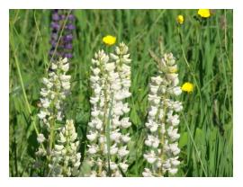 NH's Lupine Festival has Lupine of many colors.