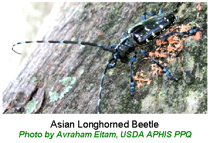 Asian Longhorned Beetle.