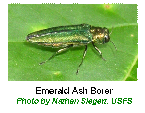 Emerald Ash Borer.