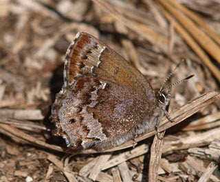 A Frosted Elfin Butterfly.