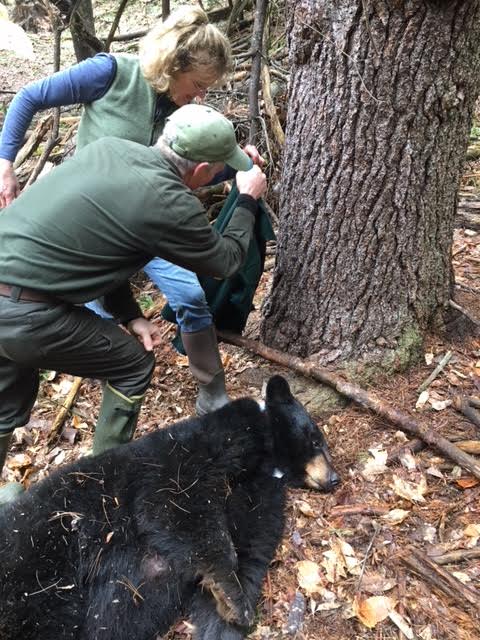 Hanover, NH's nuisance bear captured for relocation.