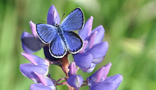 A Karner Blue Butterfly.