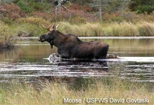 At the halfway point, NH's 2015 Moose Hunt is going well!