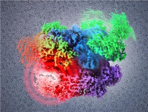 Cryo-electron microscopy shows the binding of a potential small molecule drug to a key protein in cancer cells