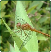 Dragonflies in your Backyard!