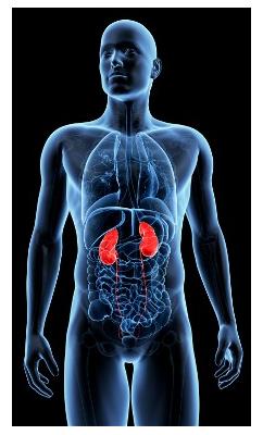 Kidney function declines as we grow older.